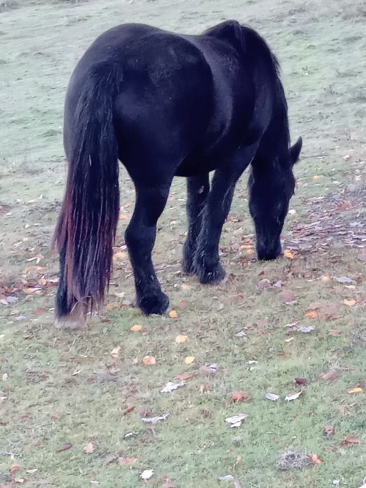 Vând mânza neagră de 2 ani