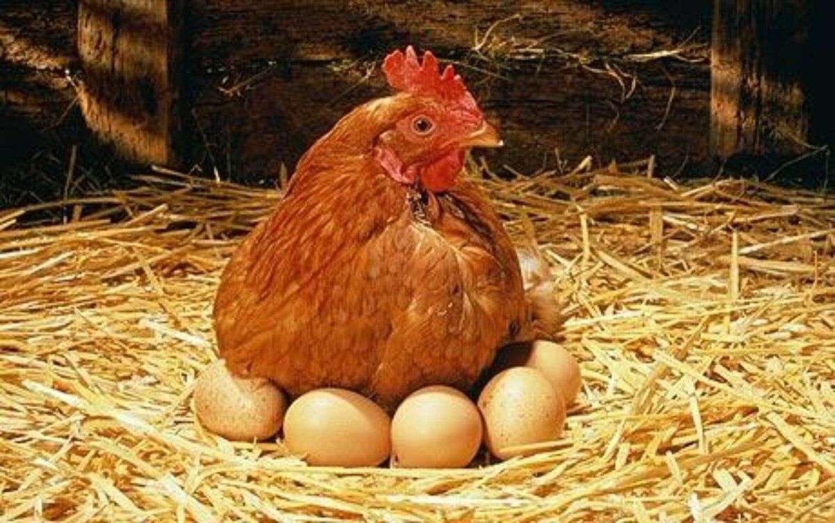 Инкубационные яйца от домашних кур разных пород. Выводимость высокая
