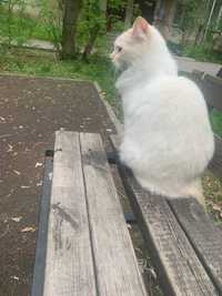 Потерялась белая кошка, район Манаса-Мынбаева