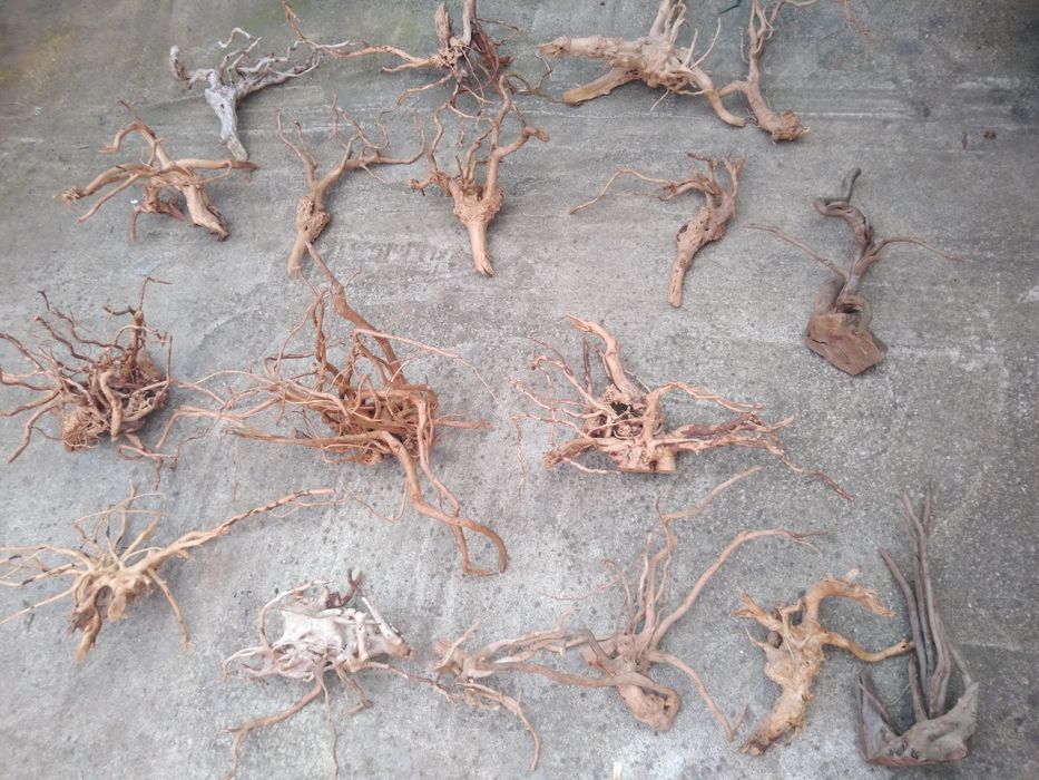 Lemne red moor acvariu(decor)