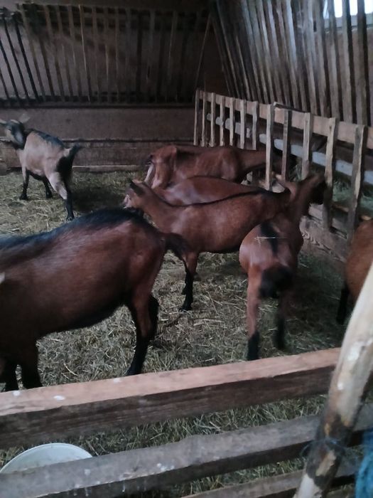 Capre alpina Franceza