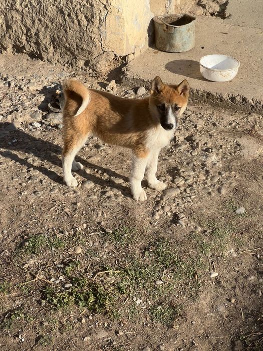 Продам шенка ЗСЛ и ВСЛ лайка