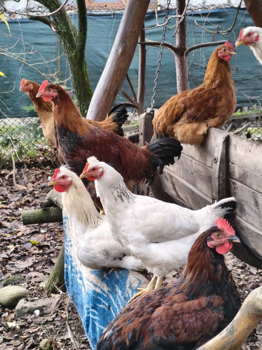 Cocosi crescuti la curte