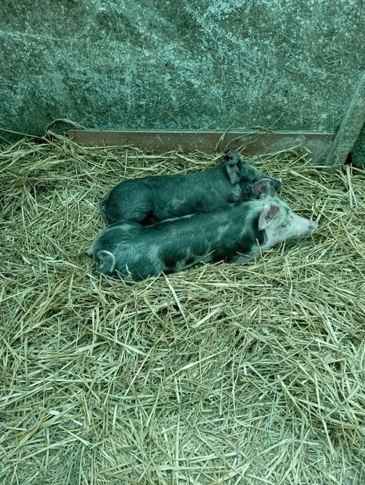 Vând epurii de rasaa