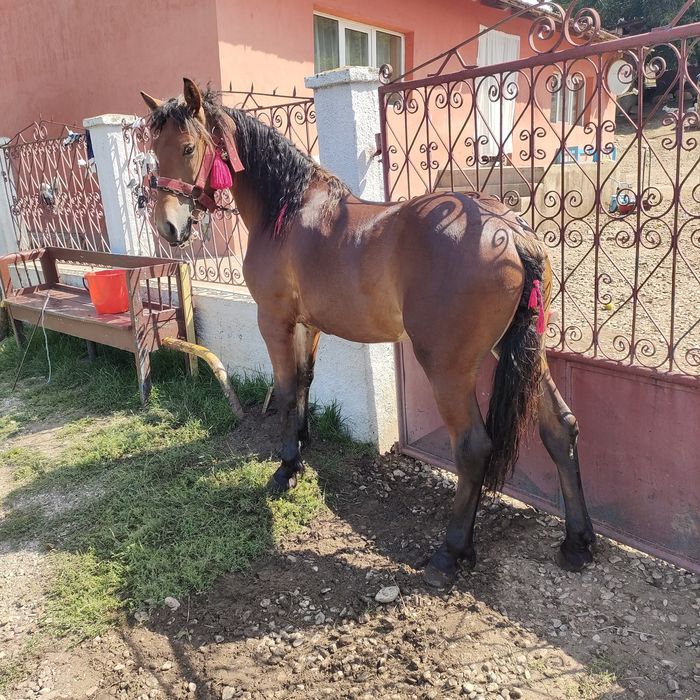 Vând sau schimb mânz de un an 1 50 la greabă