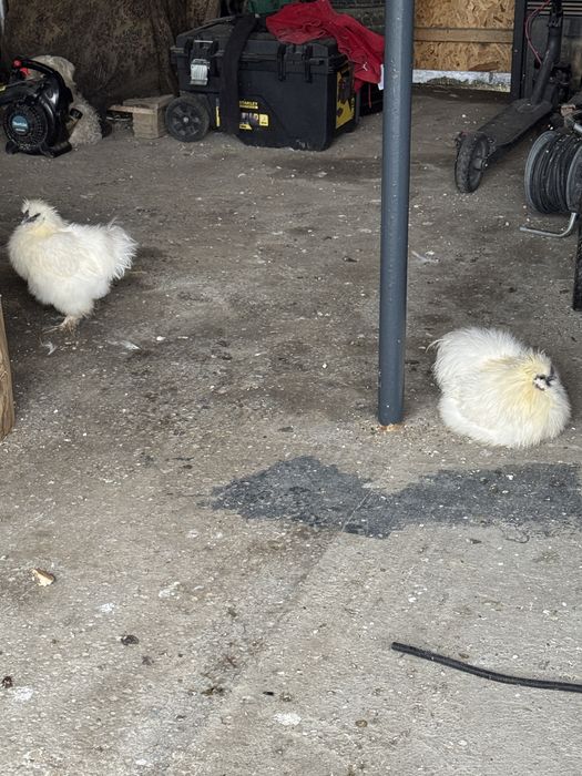 Pereche gaini matase japoneza