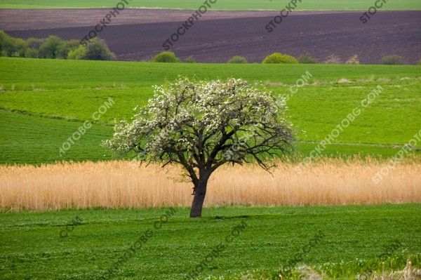 Ниви село Нейково