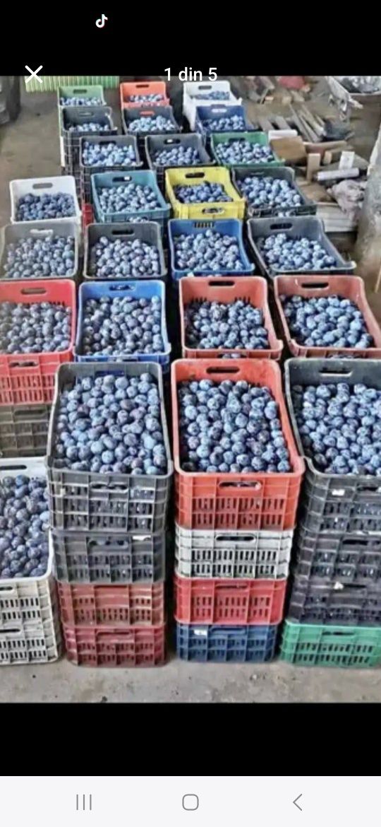 Prune de sare vânzare clientului cu transport inclus!
