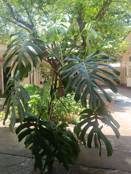 Уй ва офис учун гуллар