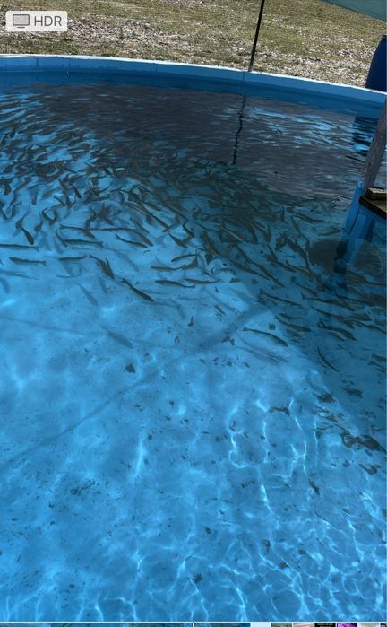 Puiet de pastrav curcubeu