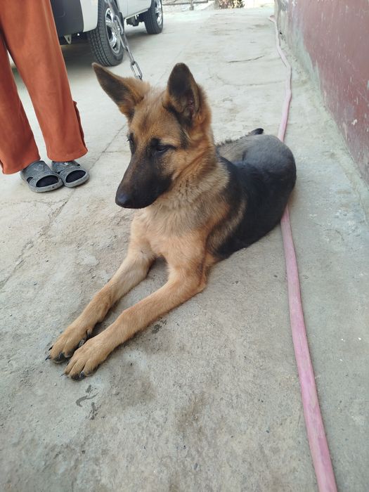 Немис авчаркаси 7 ойлик киз бола