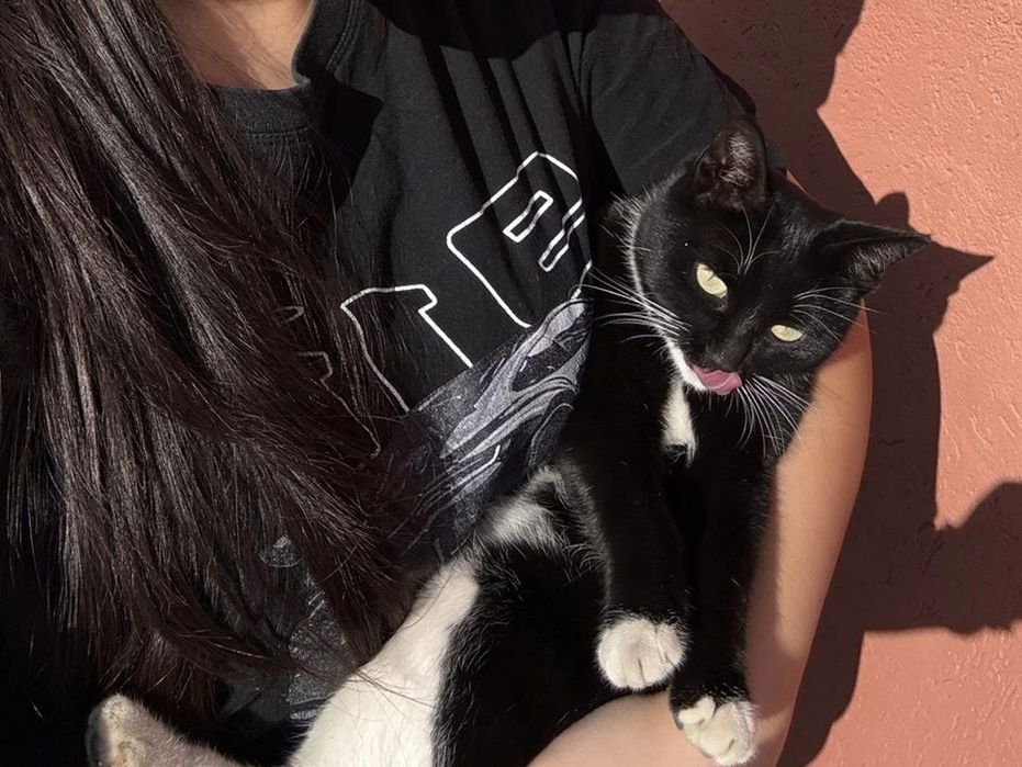 Отдам кошечку в добрые руки