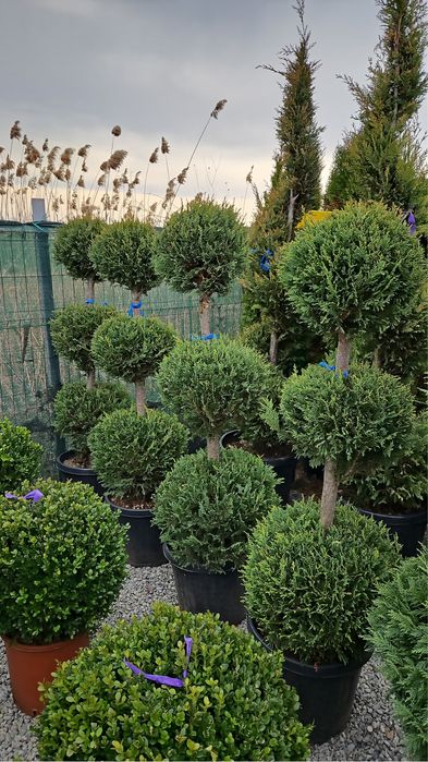 Vindem plante ornamentale de mai multe specii