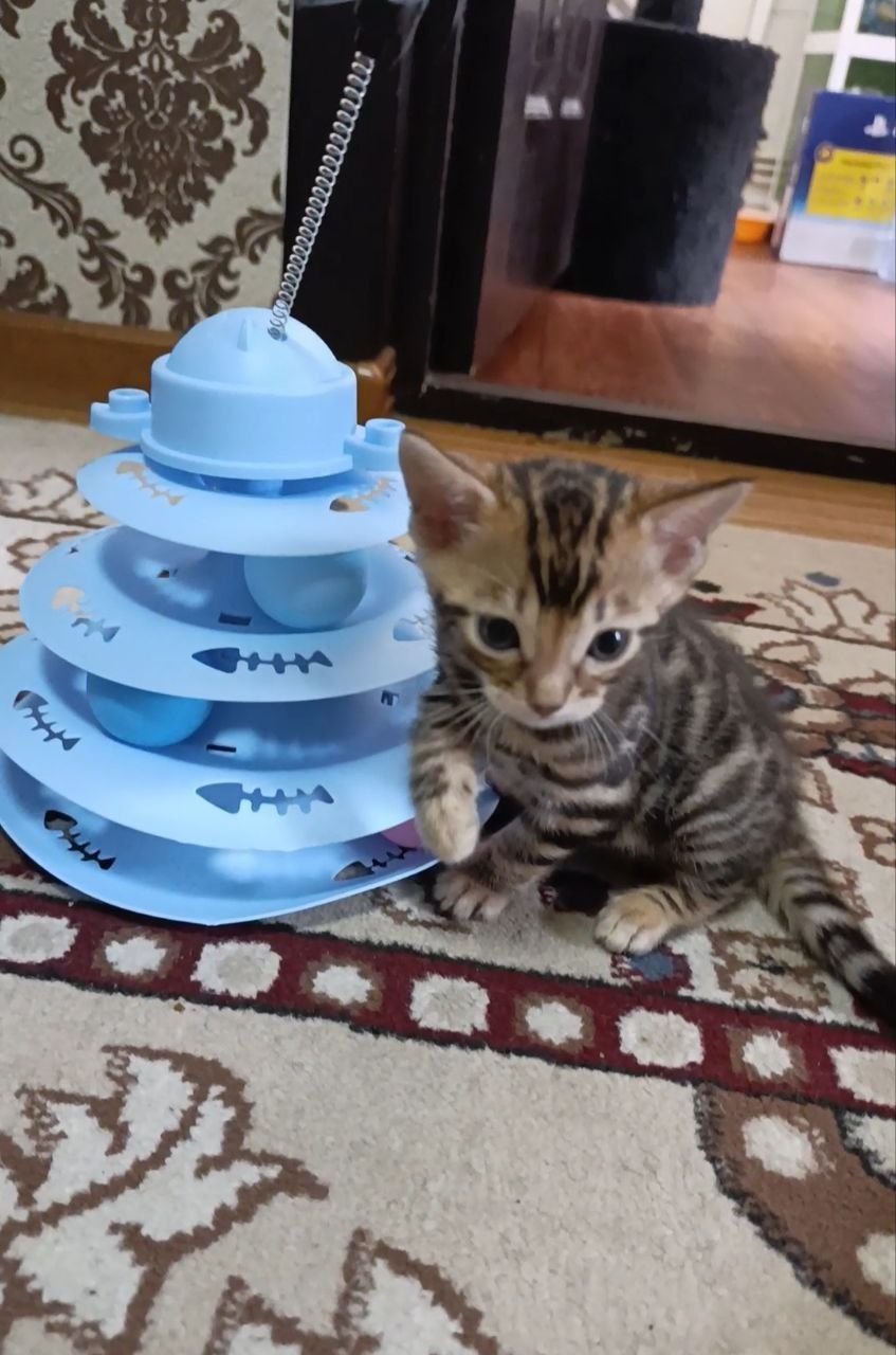 Продаются Бенгальские котята