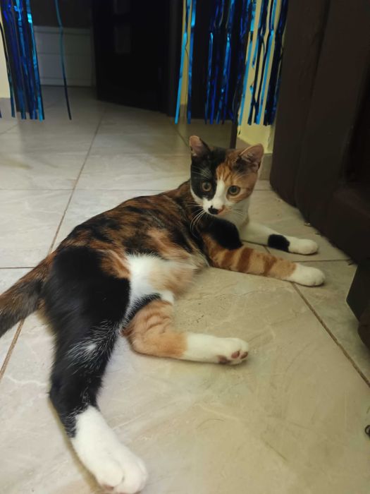 Dau spre adoptie o pisicuță