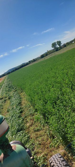 Vând baloti lucerna 2025