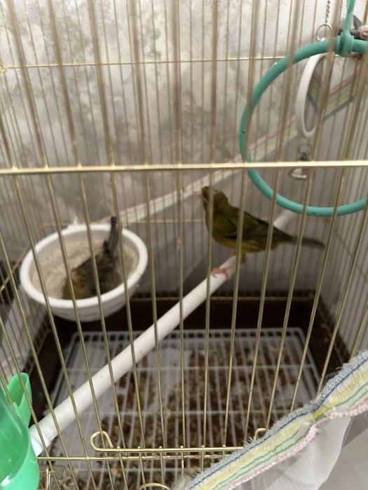 Канарейка пара с клеткой