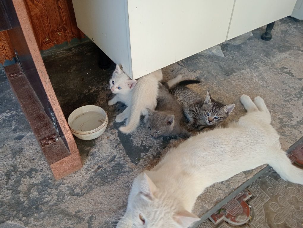 Отдаем котят бесплатно!