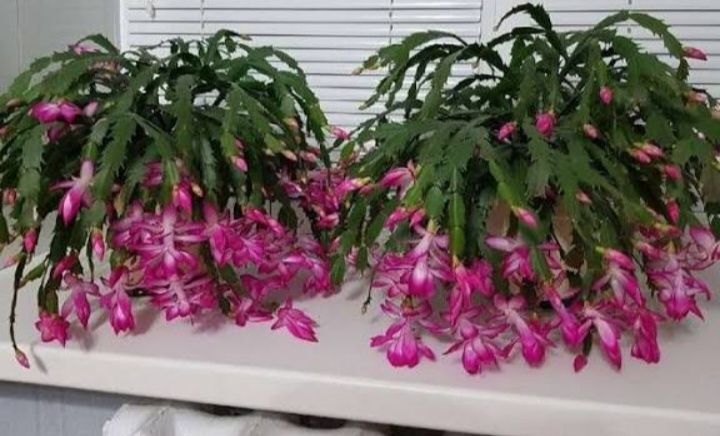 Продам цветок декабрист