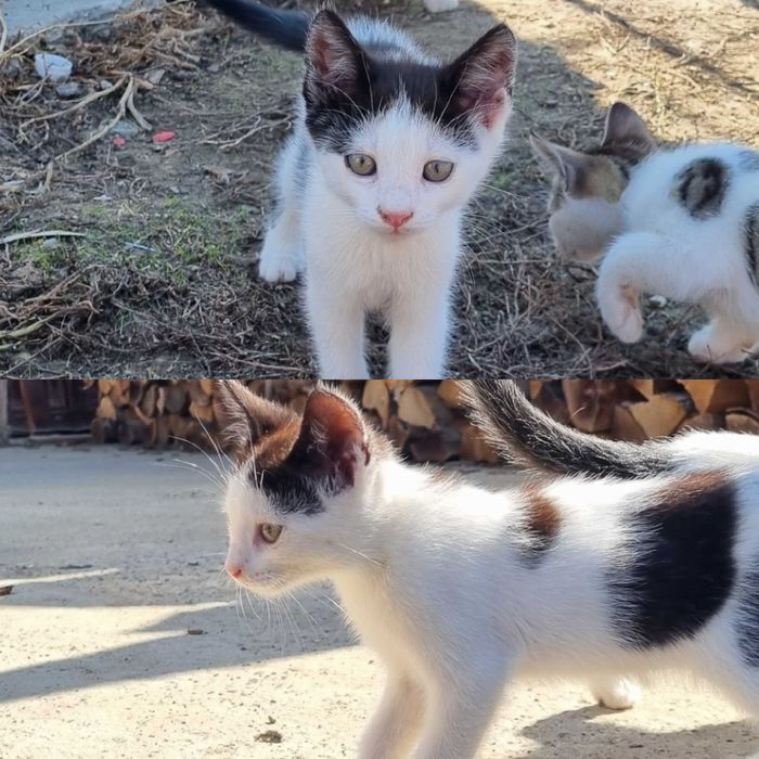 Pui de pisică spre adoptie