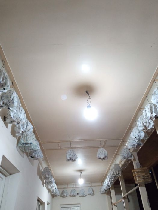 Ser sayroqi bedana sotiladi