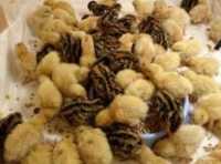 Цыплят суточные 90 ТГ яйца инкубационный 40тг