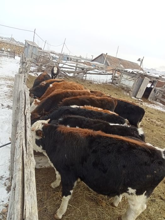 Продам молодняк тёлочки бычки