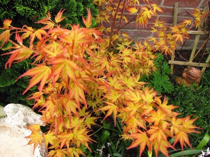 Японски клен(Катсура)\Acer palmatum Katsura