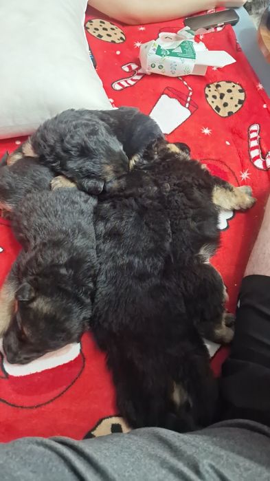 Продам щенят немецкой овчарки