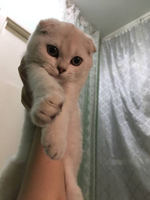 Scottish fold qiz bola 3 oylik