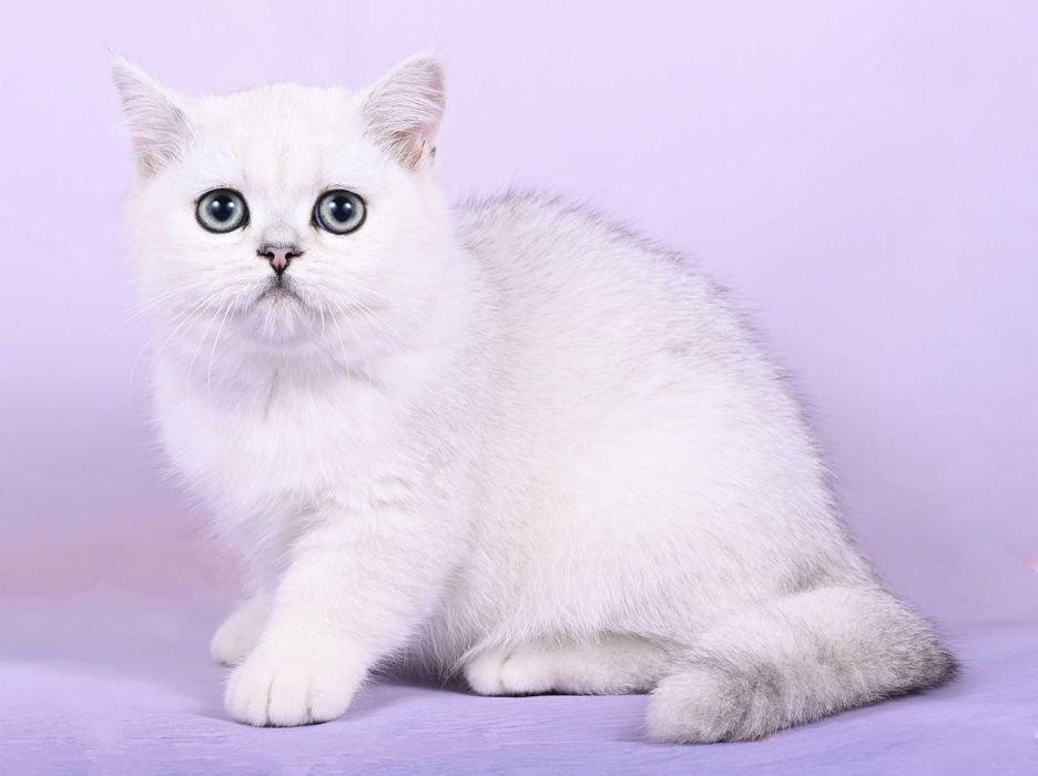 Pisicuță British Shorthair Silver Chinchilla  cu pedigree