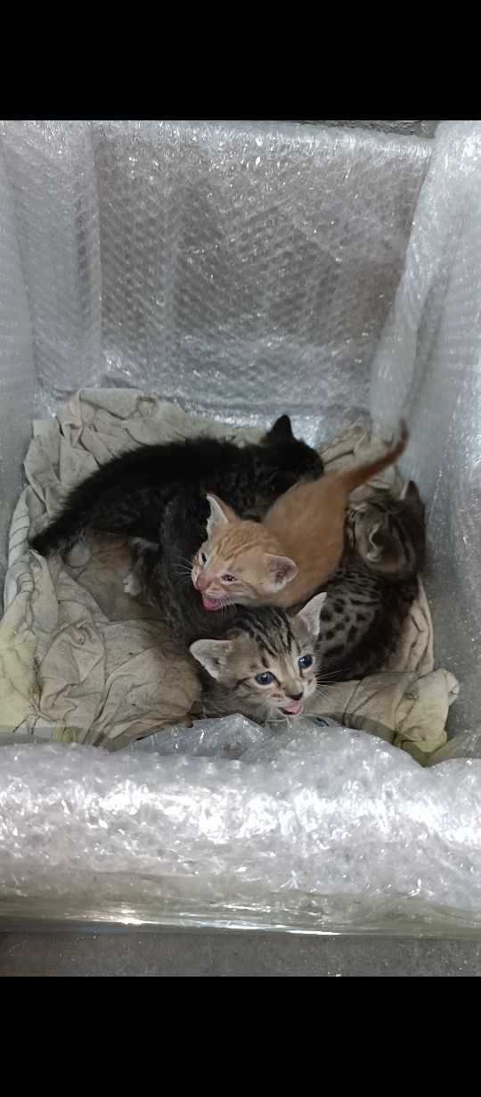 Котята в добрые руки