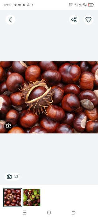 „Kashtan bor yangi