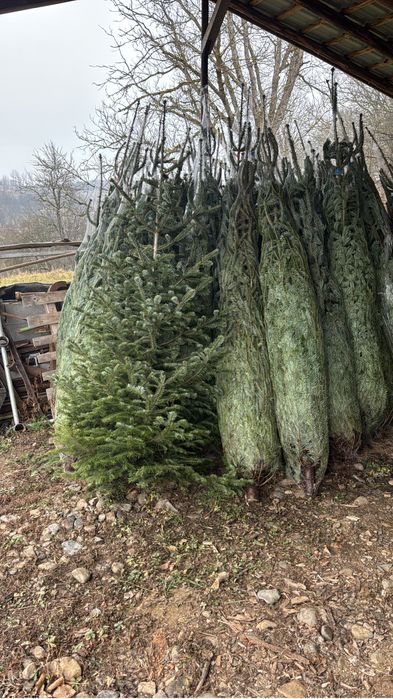 Vand brazi naturali !