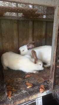 Кролики Колифорниские пара