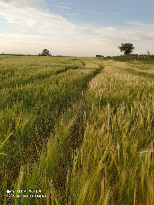 Арпа сатылады Сорт Маргрет