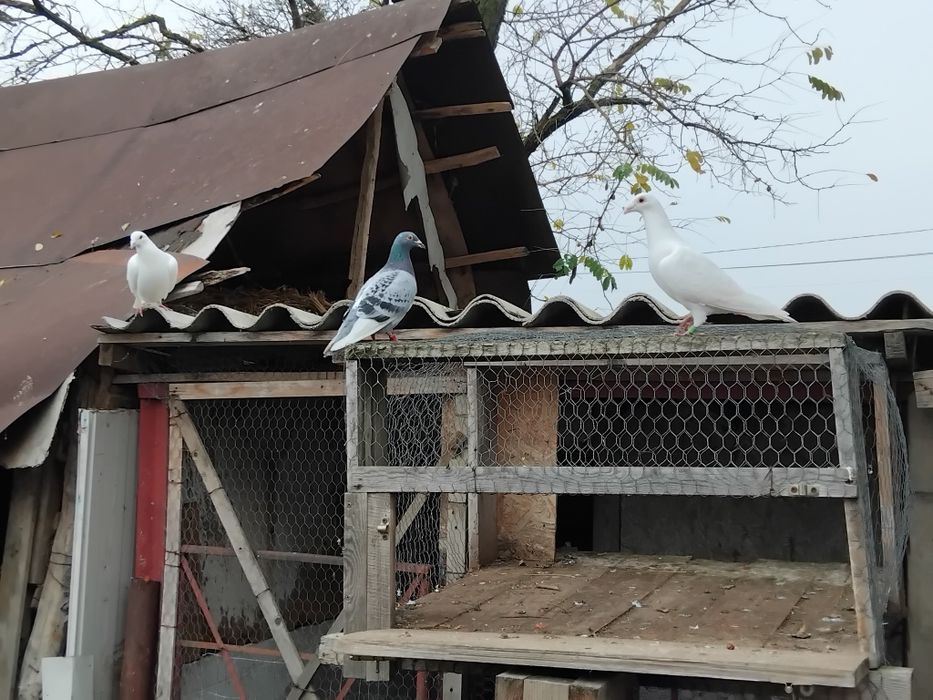 Porumbei  de vanzare doar impreuna