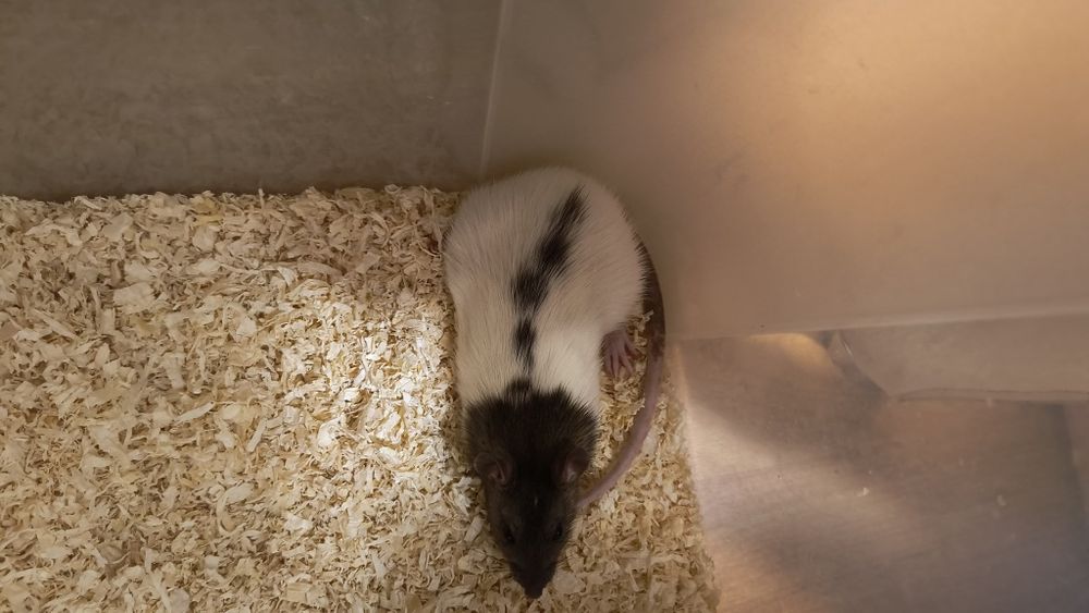 Плъхчета за домашни любимци