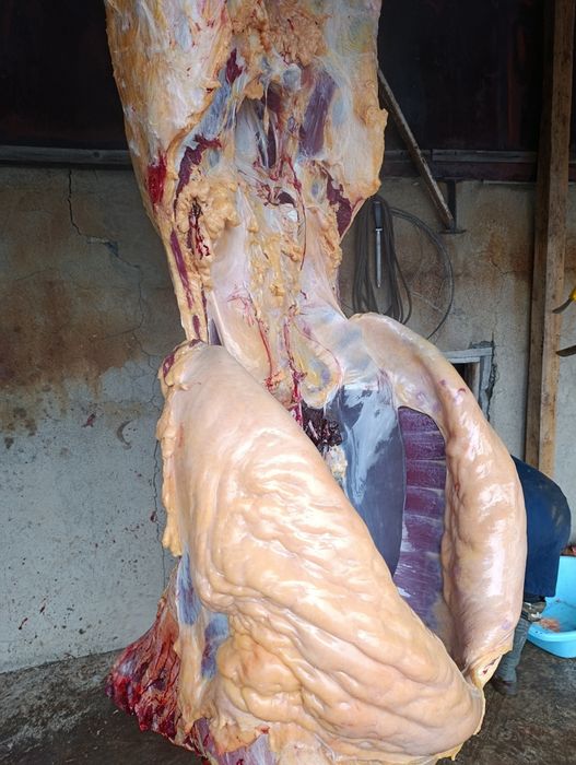 Байталдың еті сатылады.2 елі.