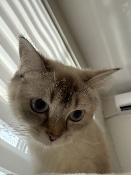 Чистокръвна британска късокосместа със сини очи