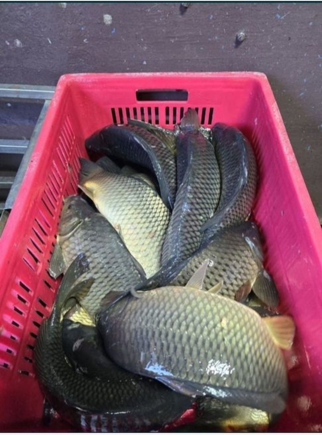 Vând Crap Viu 1,5-3 Kg
