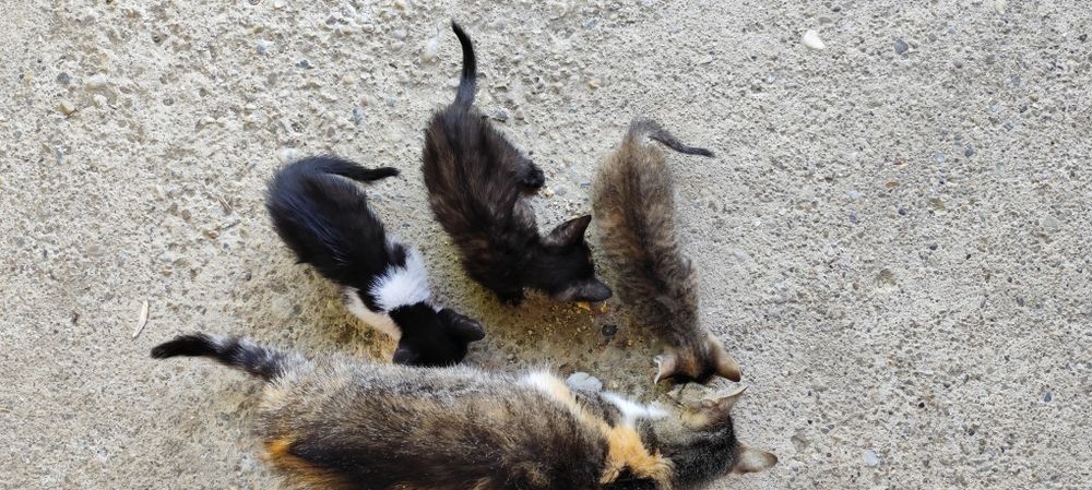 Donez cu drag două pisicuțe adorabile