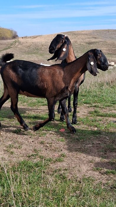 Vând 2capre Anglo Nubiene cu Pedigree