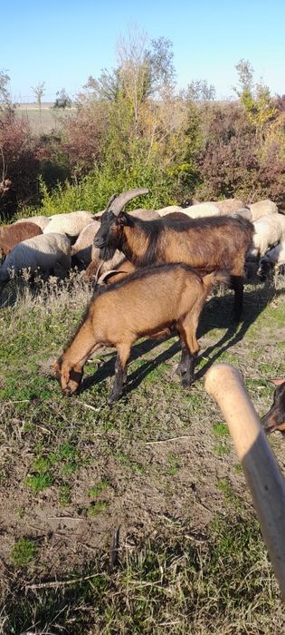 Țap alpin francez