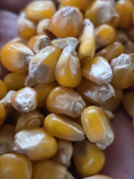 Vând Porumb Sticlos, Producție 2025, Ideal pentru Mălai de Calitate
