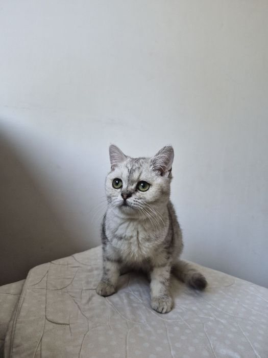 Mushuk sotiladi. Zoti Skottish streyt