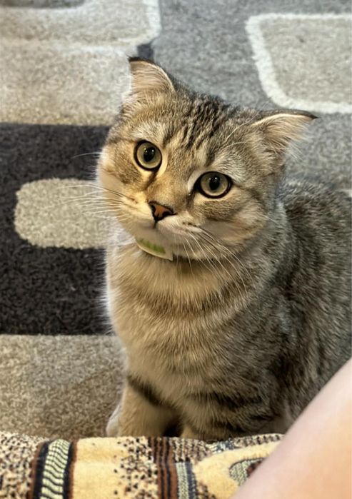 Отдам кота в добрые руки