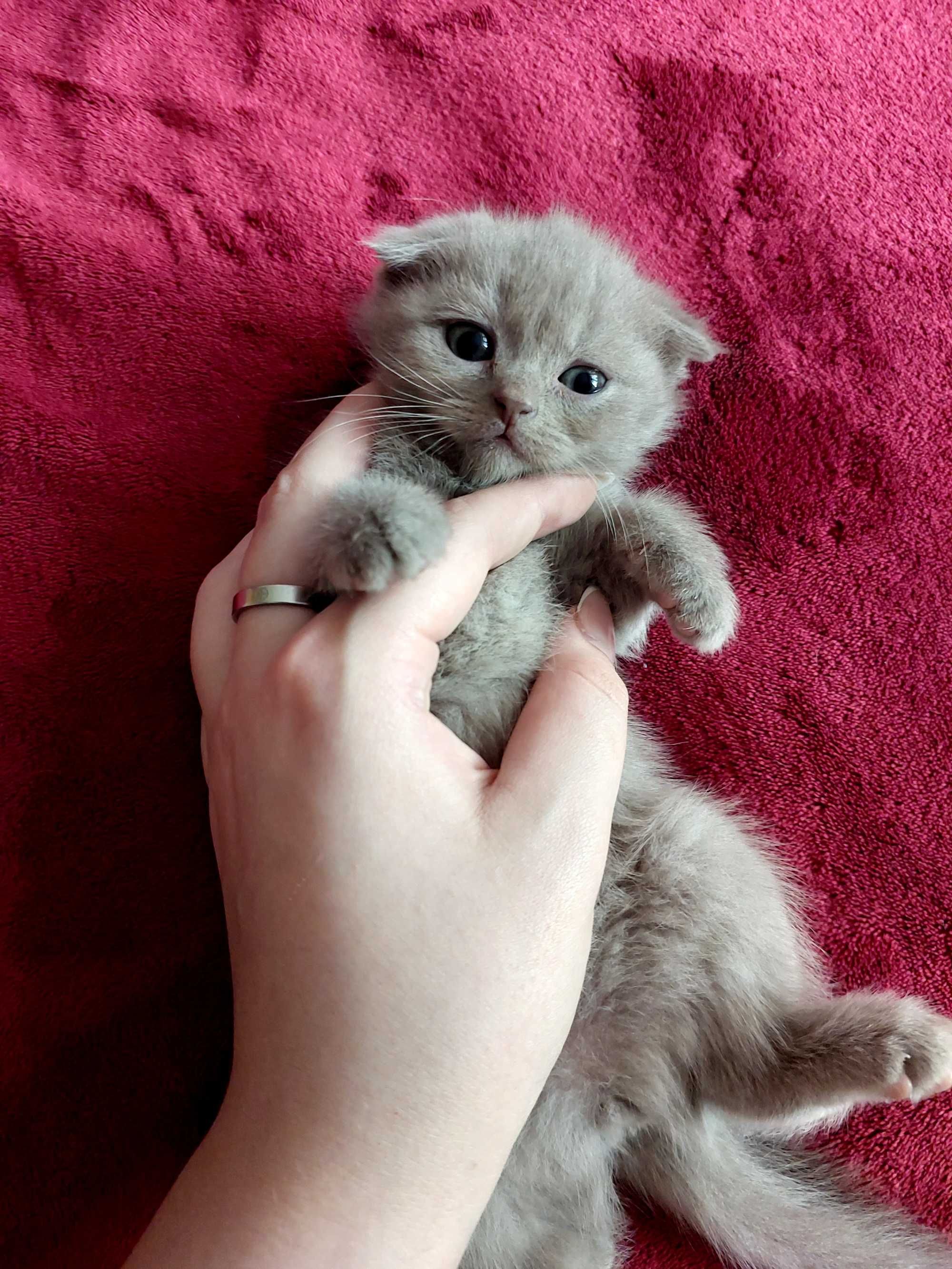 Вислоухие котятки)