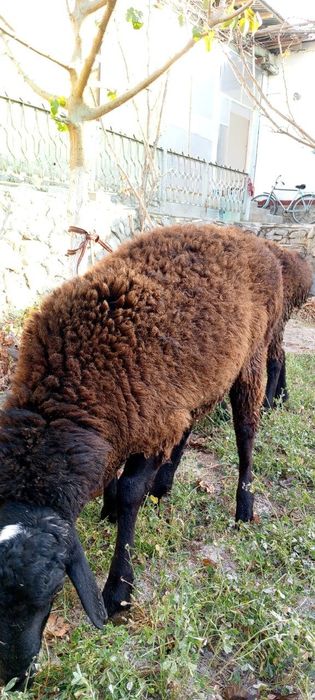 Soglom qochqor sotiladi