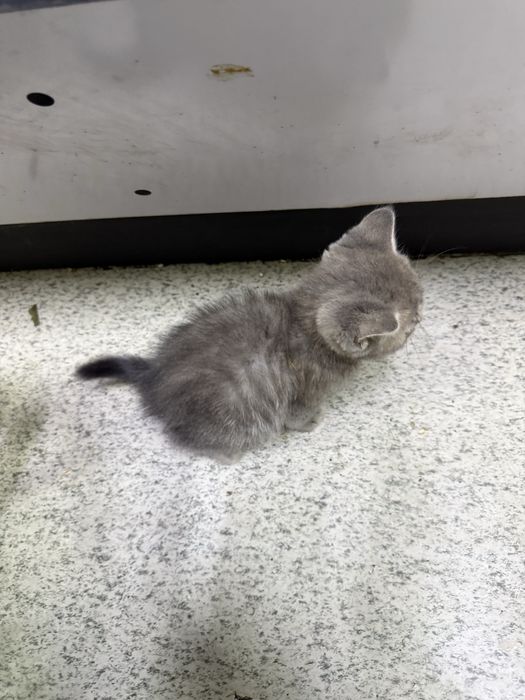 Скотиш страйт. Киз бола.